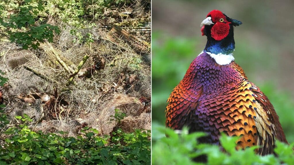 corpses of pheasants in a pit on duke of somersets land