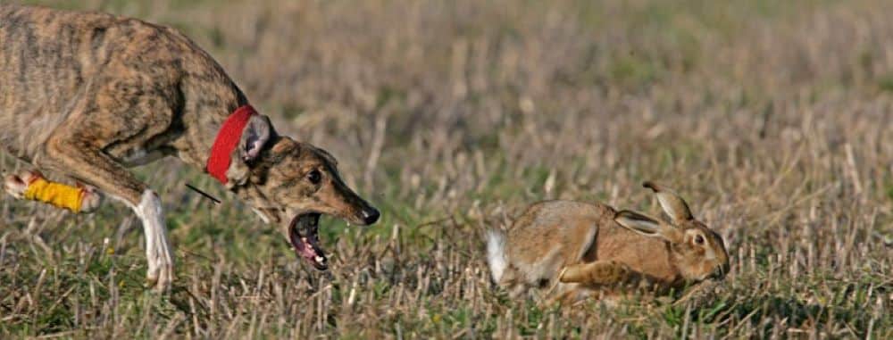 hare coursing