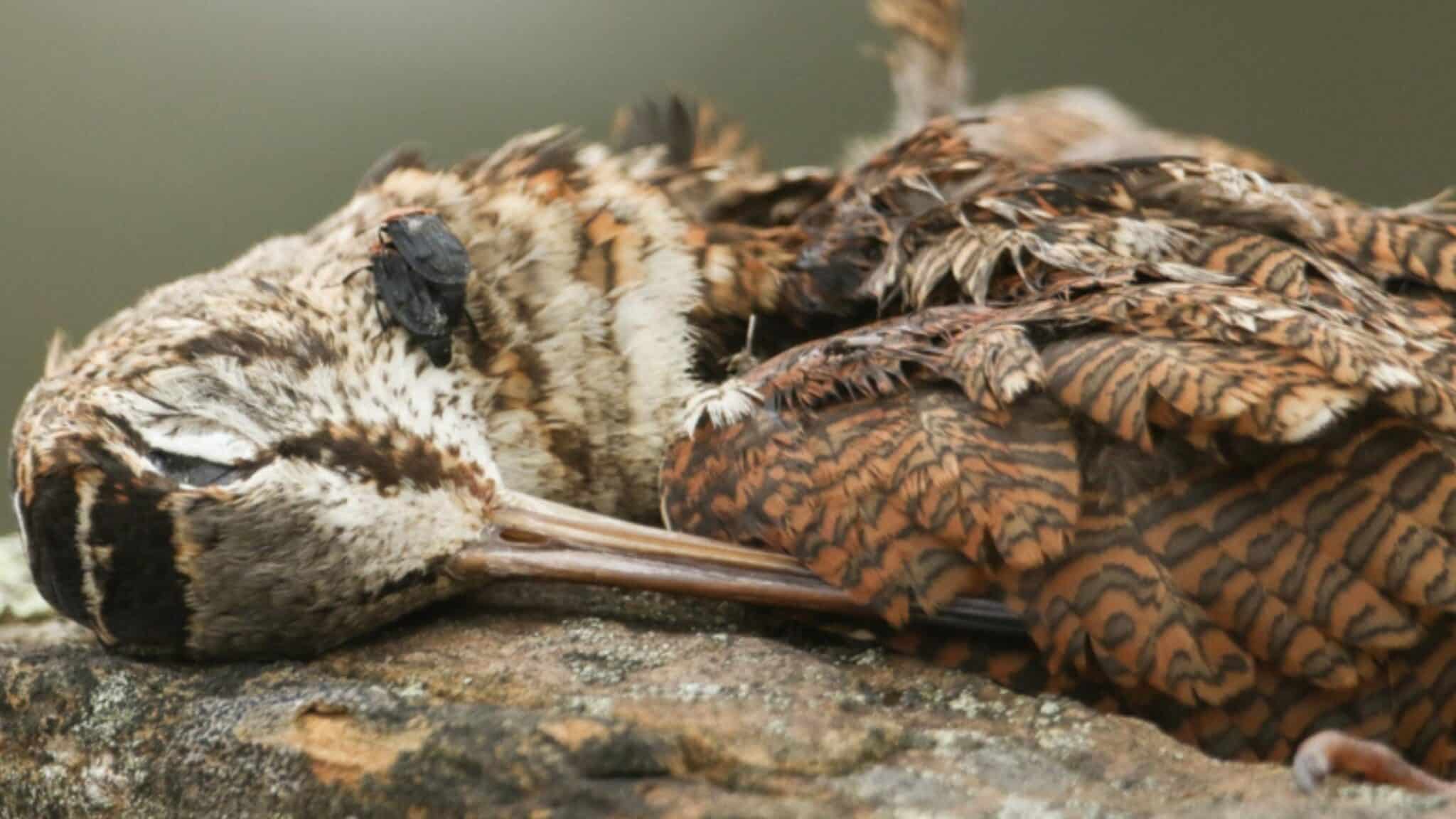 dead woodcock