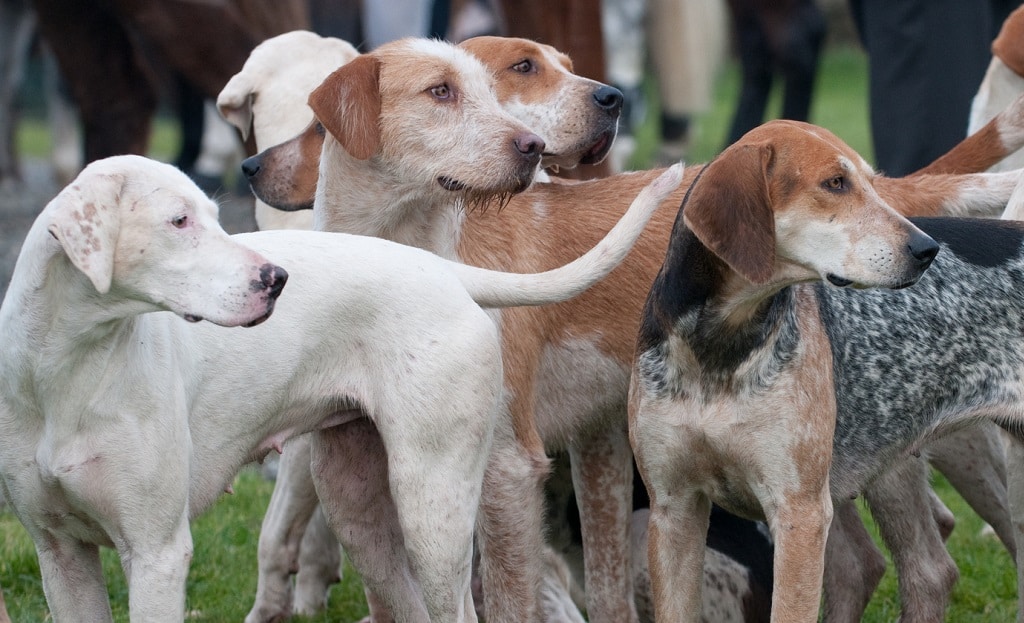 what dogs were used for fox hunting