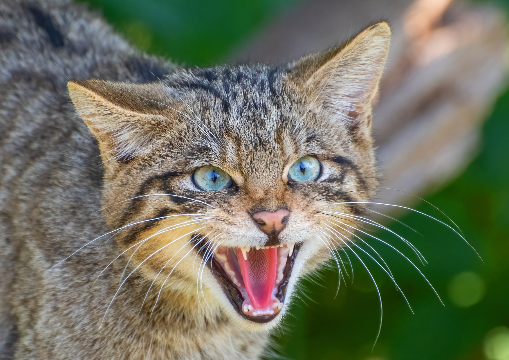 scottish-wildcat-facts-protect-the-wild