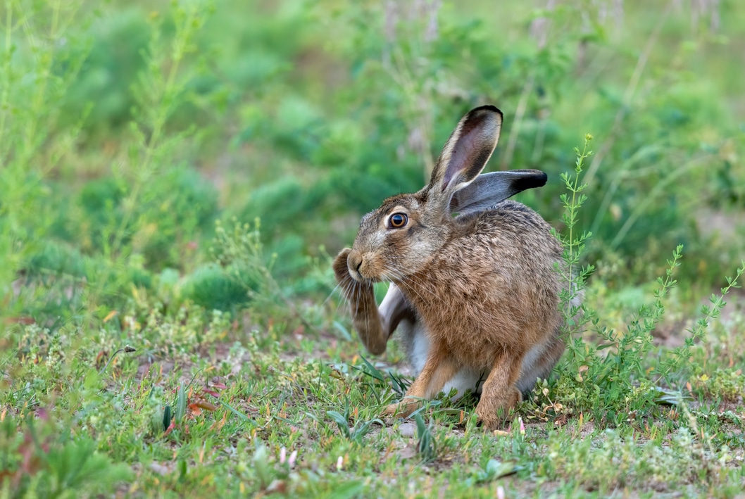 Hare facts - Protect the Wild