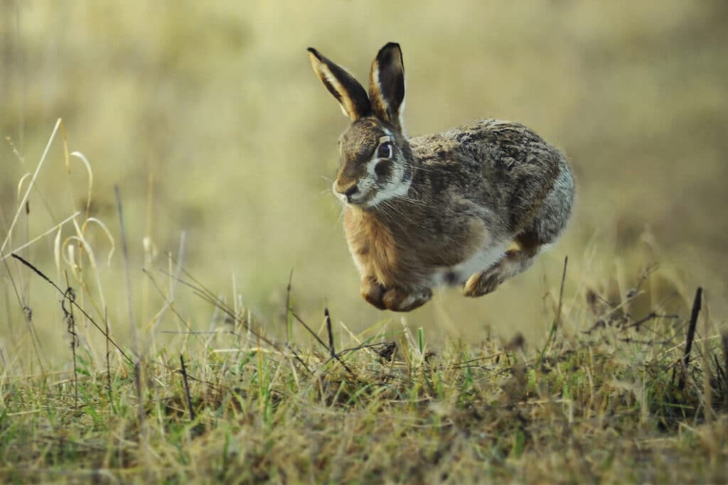 brown hare