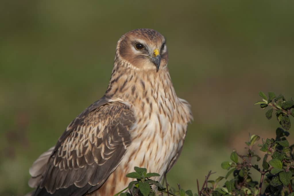 Birds of Prey in the UK (Complete Guide)