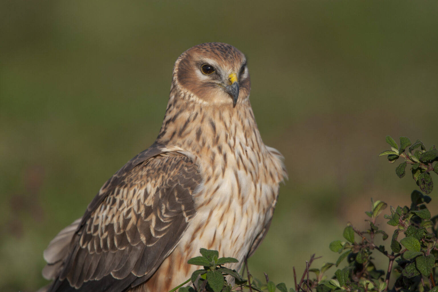 Birds of prey and the Law - Protect the Wild