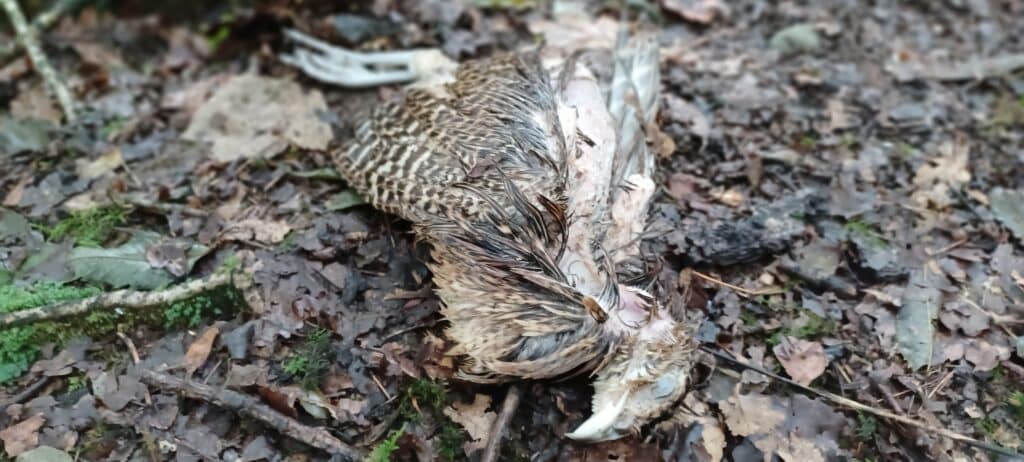 dead pheasant