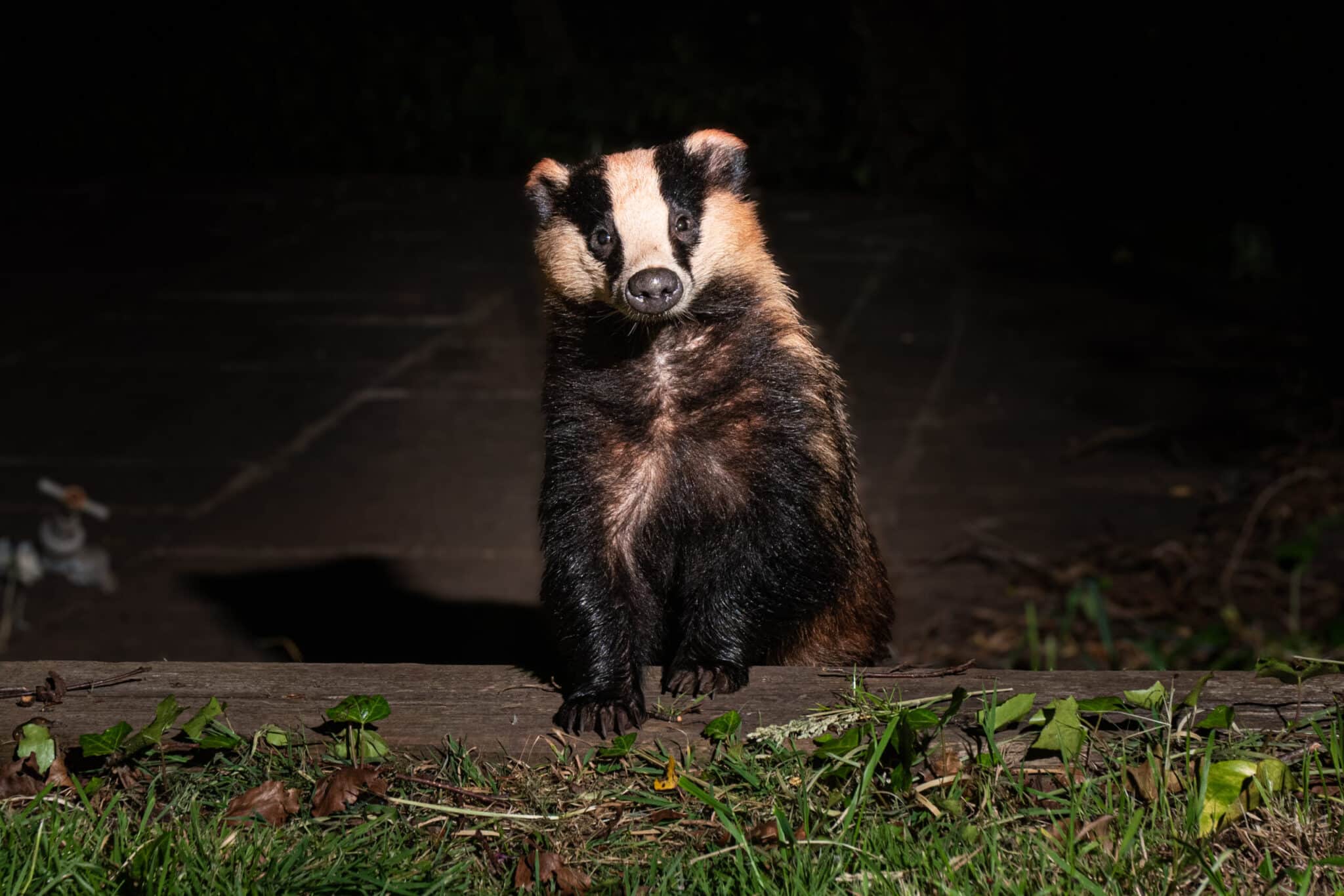 Badger Baiting - Protect the Wild