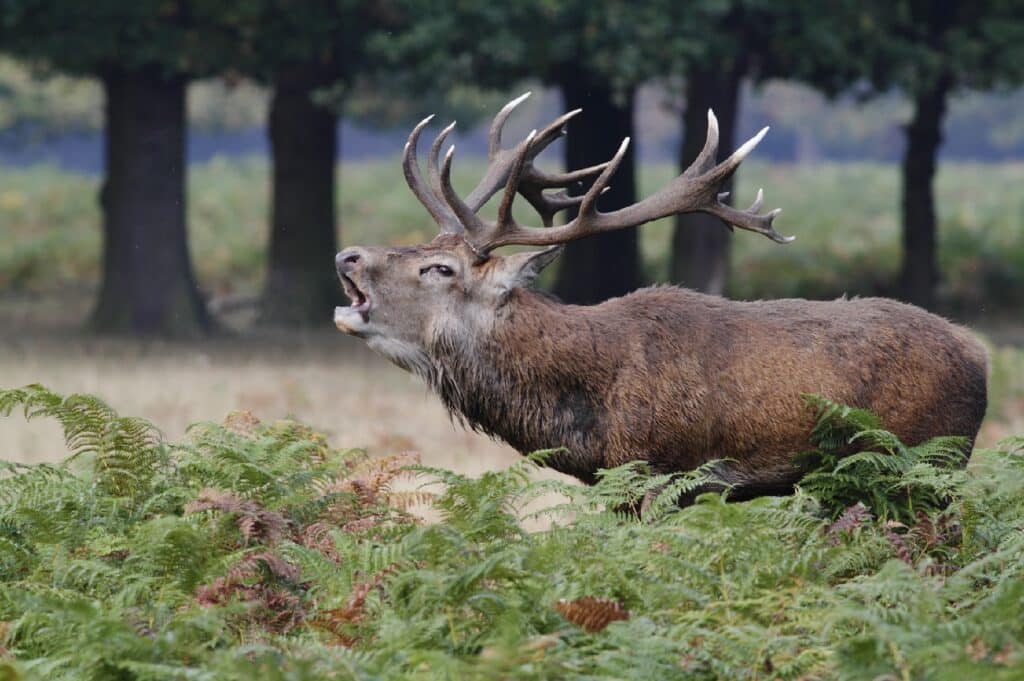 Deer packs clearance