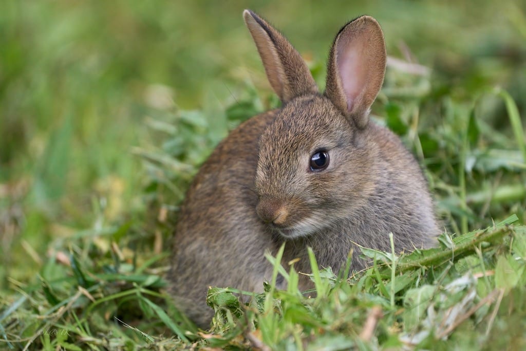 Rabbit facts - Protect the Wild