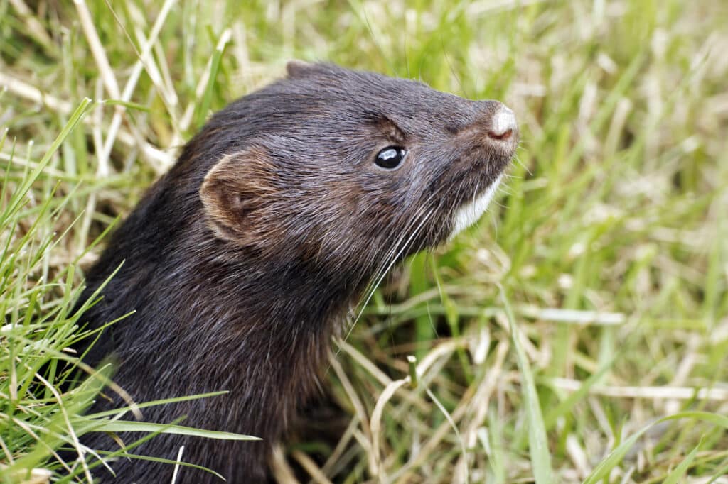 American Mink