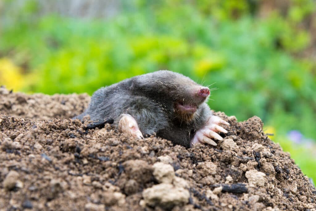 Mole facts - Protect the Wild