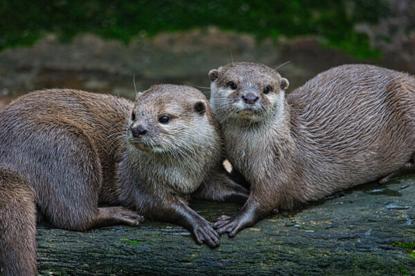 Otter facts - Protect the Wild