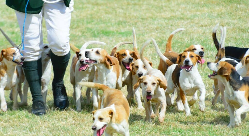 beagle pack