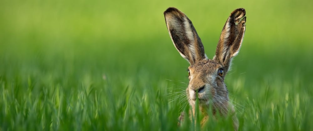 Borwn hare in long grass