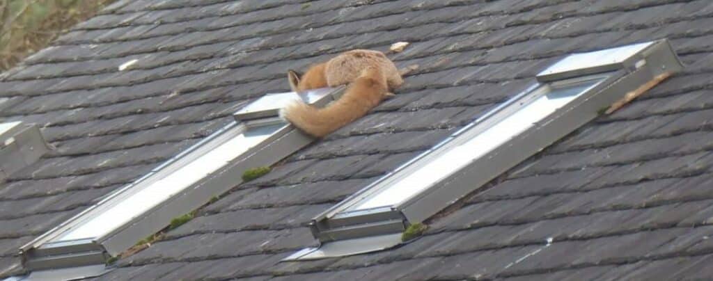 melgreak hunt chases fox on to roof
