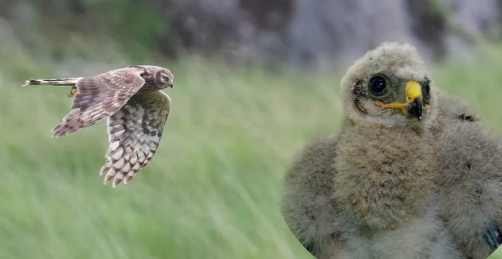 Hen Harrier and chick