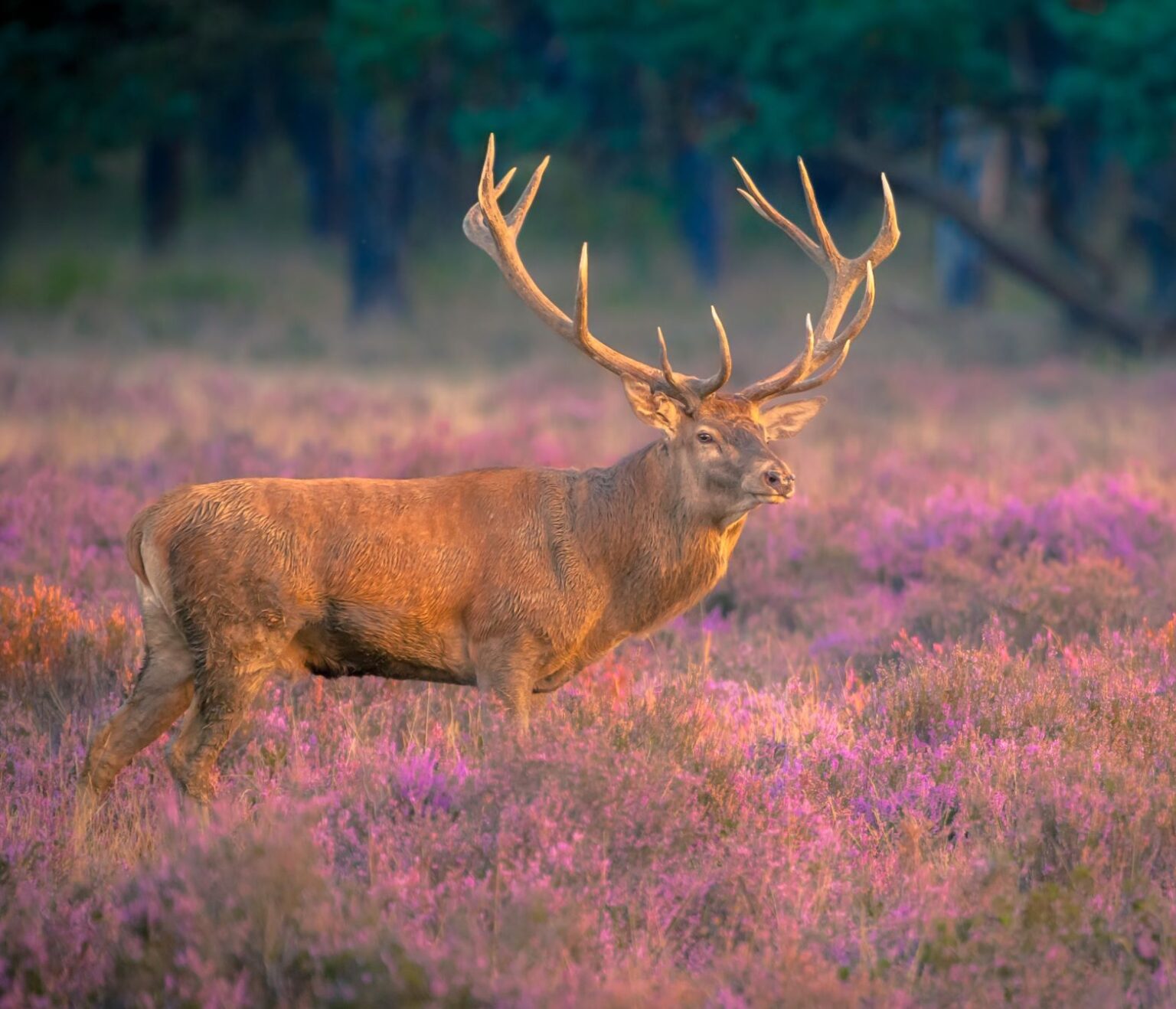 Deer facts protect the wild