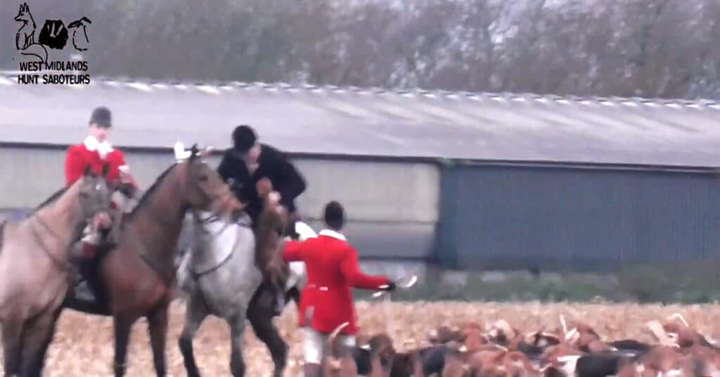 Atherstone hunt staff hands dead fox over to master.
