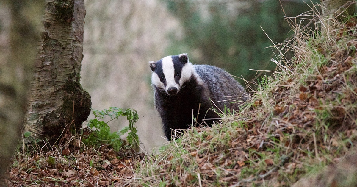 Badger Baiting - Protect the Wild