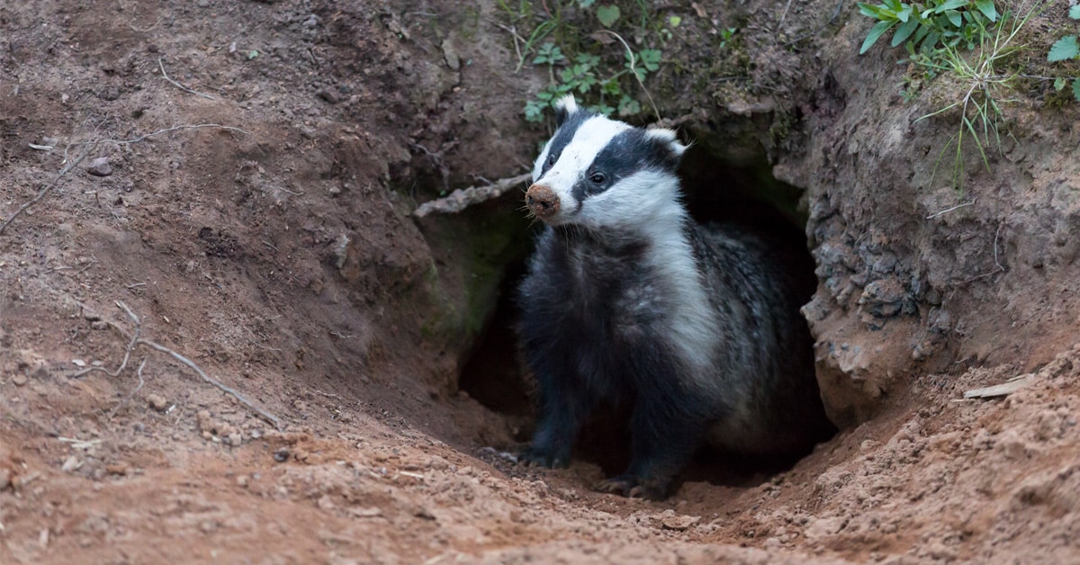 Badger at the entrance to a sett