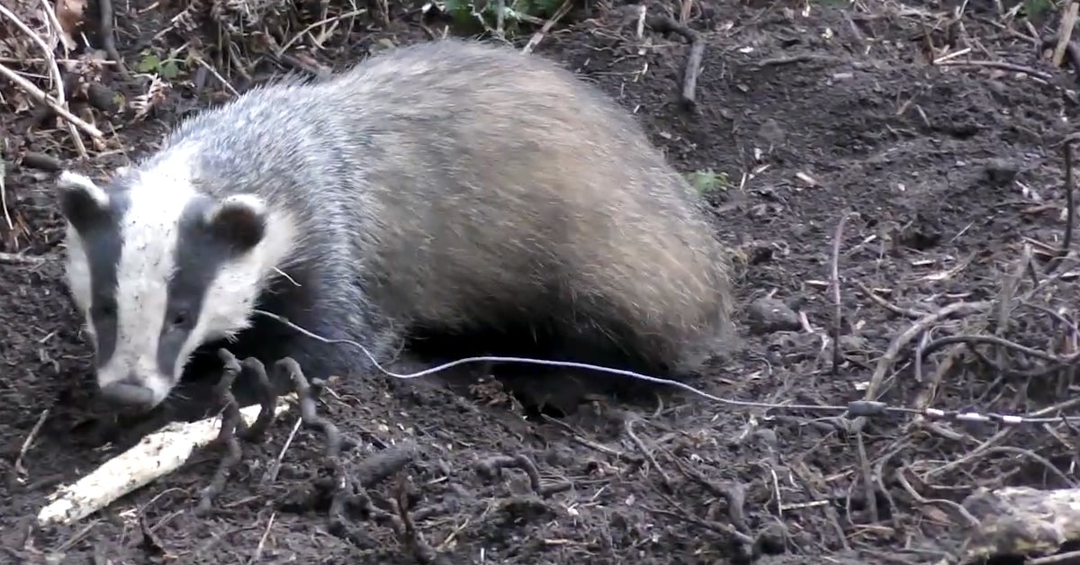 Badger caught in a snare on Moscar Estate