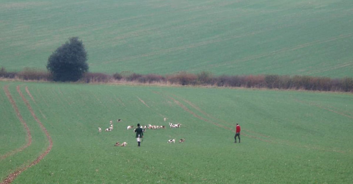 A pack of beagle hounds, a huntsman and a supporter all in one field. The photo is taken from some distance and shows fields all around the subjects.
