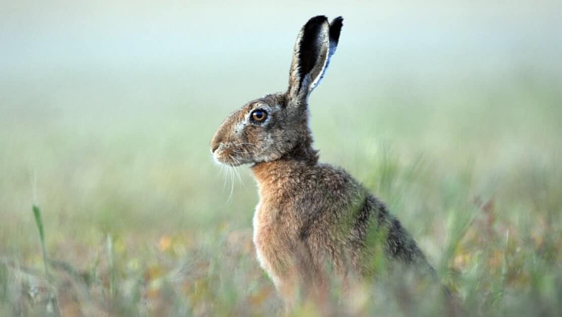 brown hare