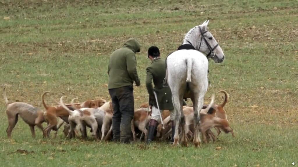 A rider and terrierman stand with a pack of hunting hounds that have just killed a fox.