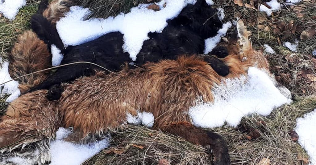 A dead black cat and red fox are laid next to each other in melting snow. These were found by runner Paul Carmen near Bolton Abbey. Snares were nearby.