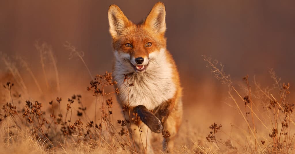 Fox running through a field in evening sunlight