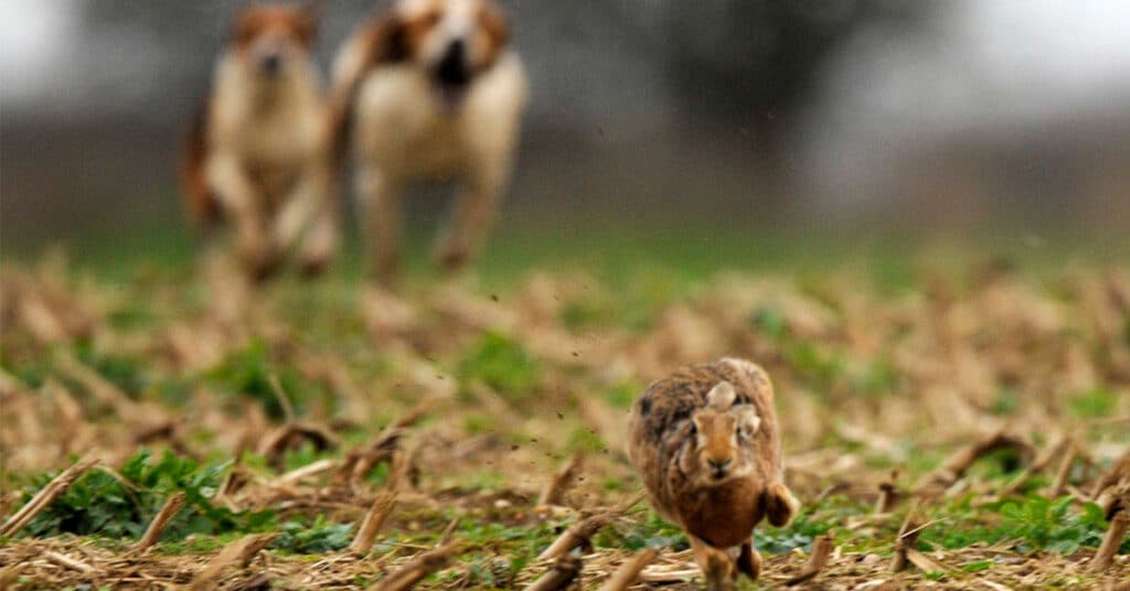 Hare in the foreground with two harrier hounds chasing in the background