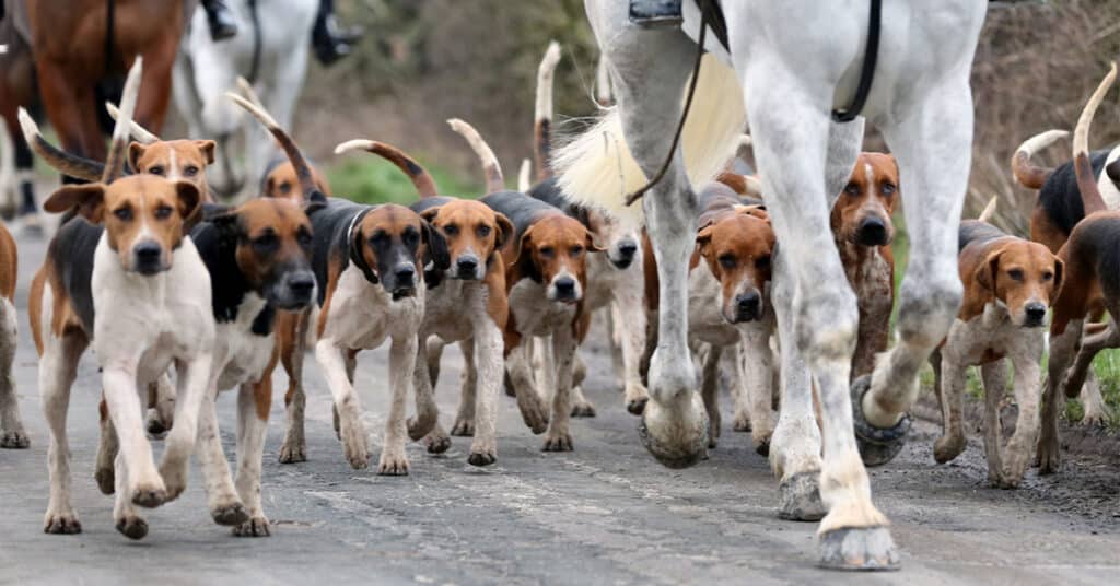 Pack of foxhounds hounds on the road. The legs of horses can also be seen.