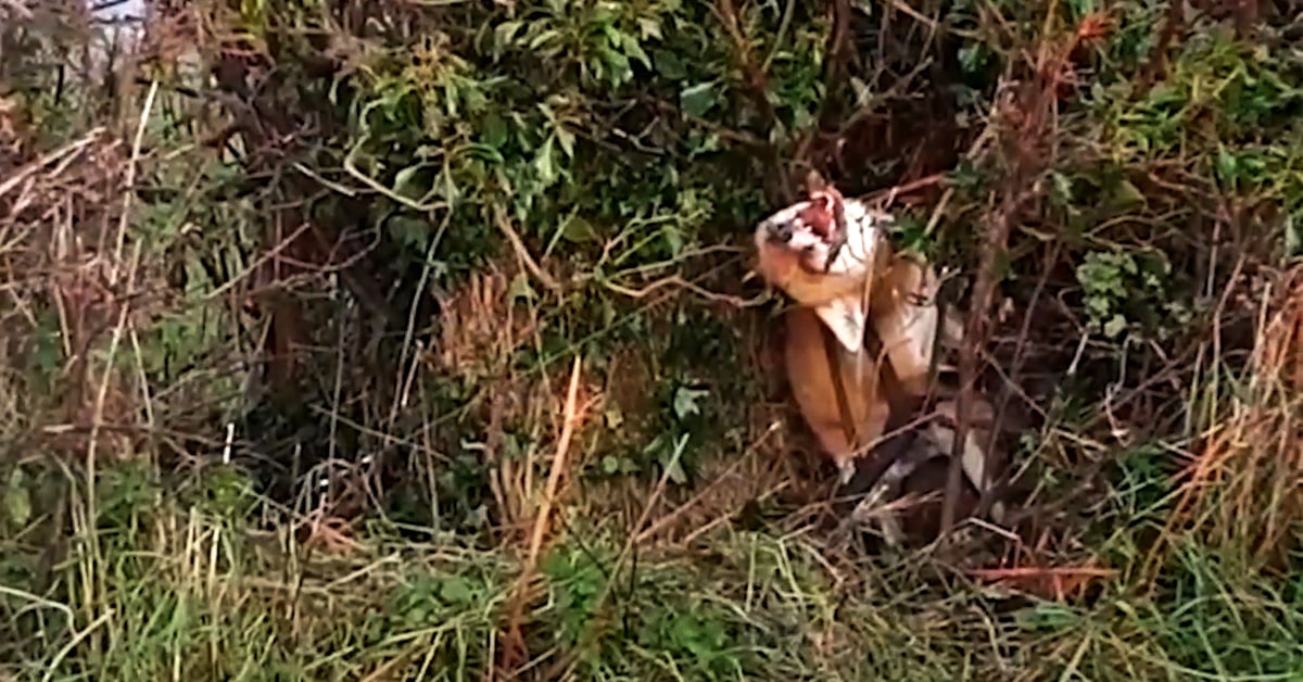 A fox caught in a snare by Welsh fur trapper David Sneade.