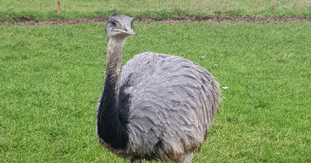 Basil the rhea looking at the camera in a field