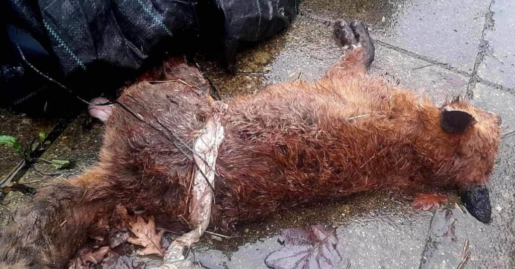 dead fox left in Weymouth Animal Rights sab's garden