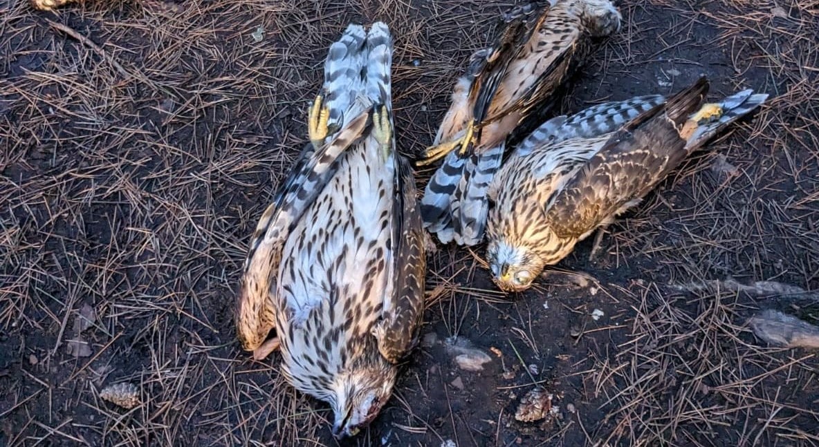 Five shot Goshawks dumped in Suffolk wood - Protect the Wild