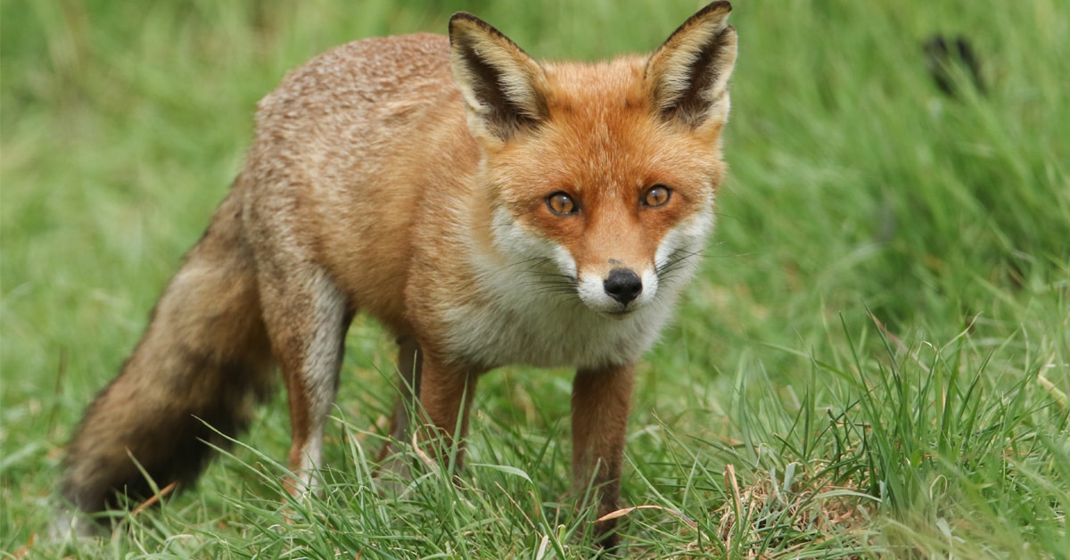 Fox walking in grass