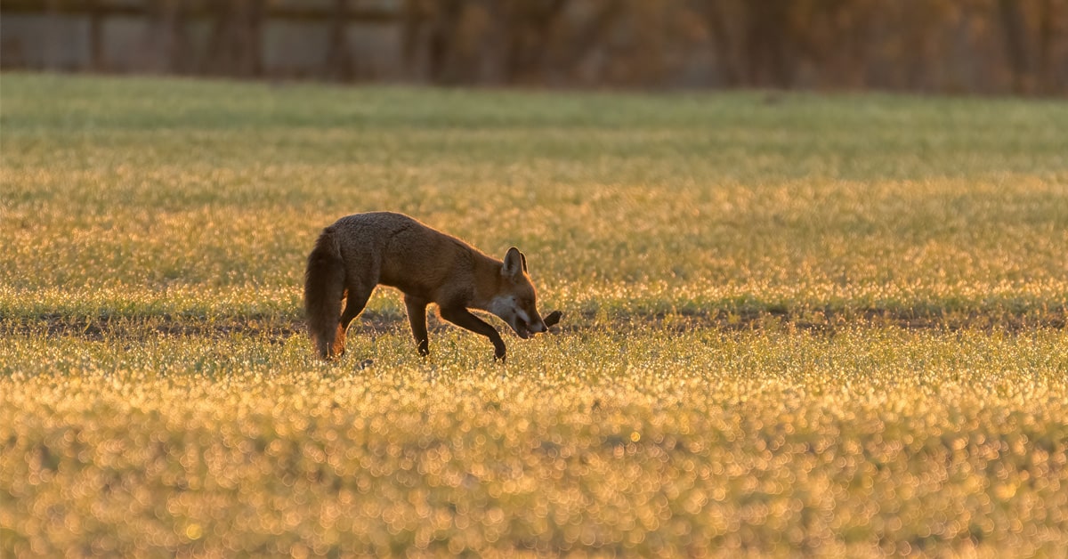 Fox holding a stick in a field at sunrise