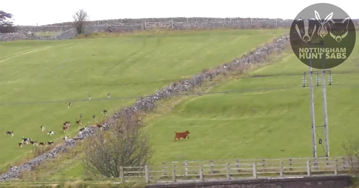 Still from a camcorder showing a pack of hounds chasing a brown calf across fields