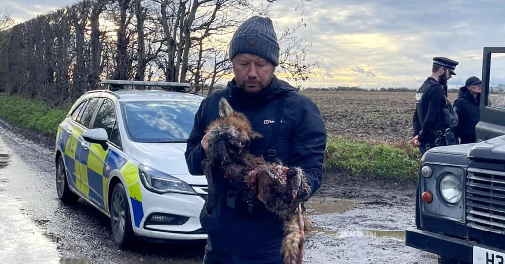 Hunt sab holds the body of a fox killed by hounds. Police can be seen in the background.