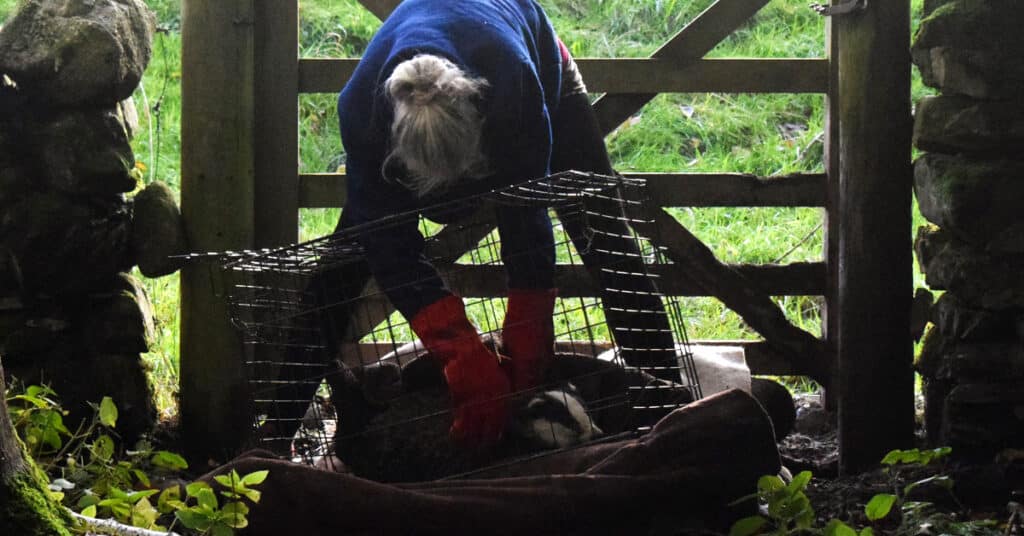 Woman puts badger into cage after rescuing the badger from a snare.
