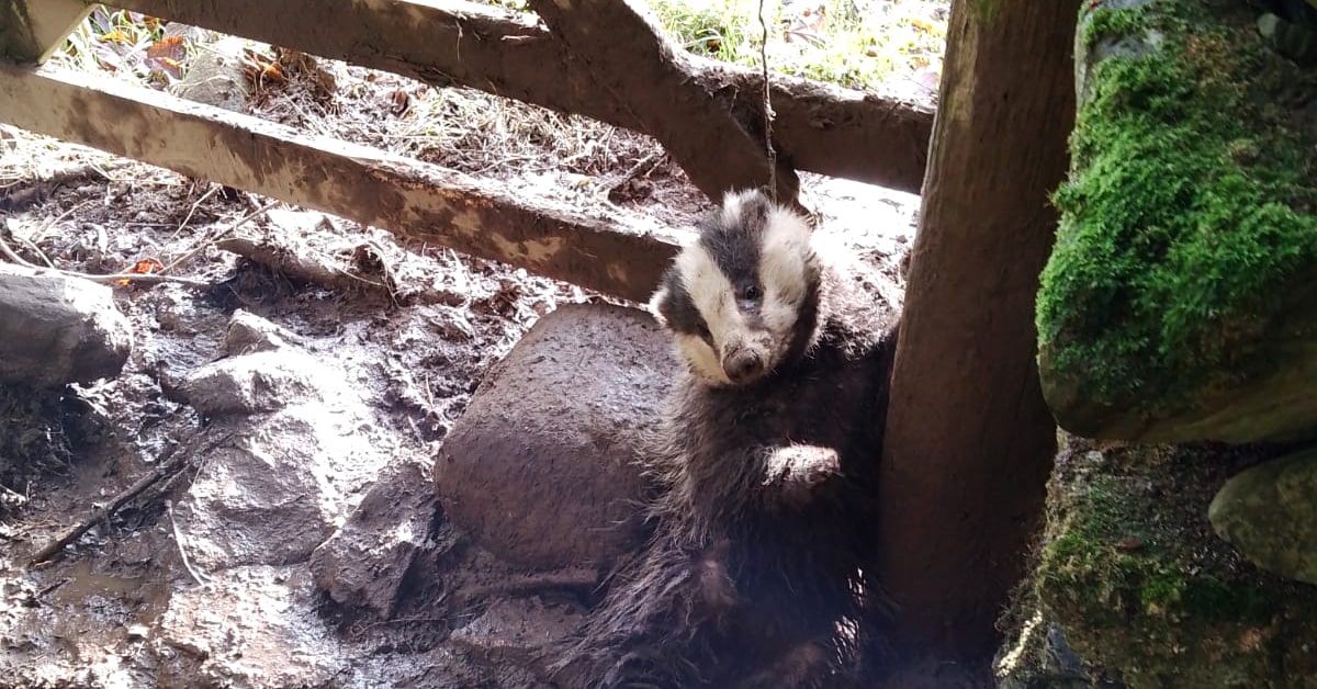 Badger hanging from a snare by his neck.