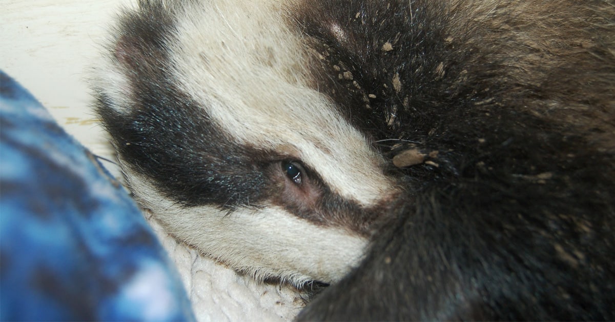 Curled up badger covered in mud looks at the camera.