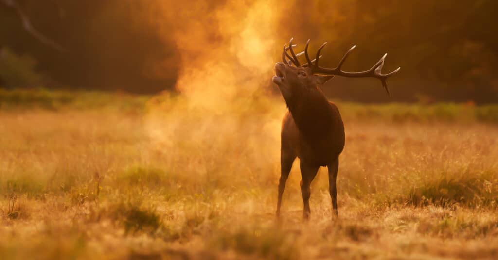 Red deer stag at sunrise