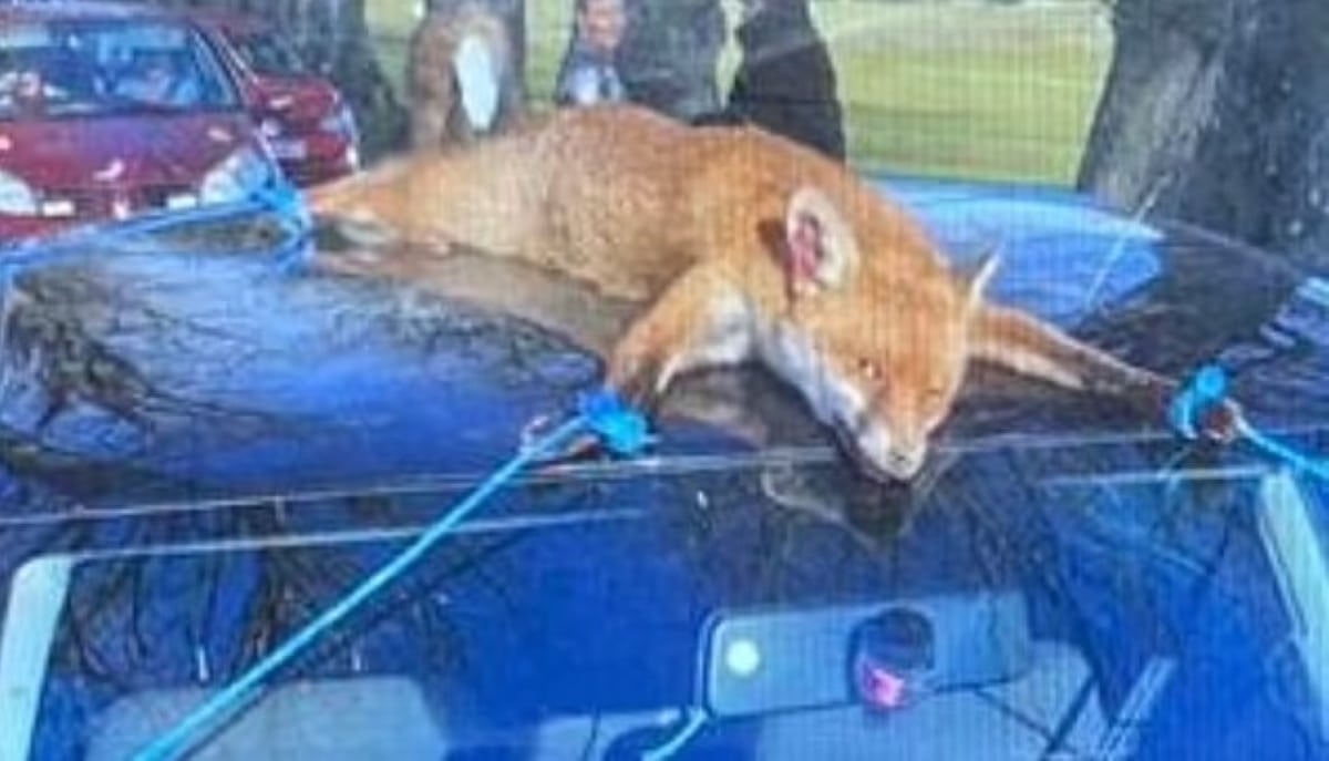 royal-agricultural-university-sick-stunt-as-fox-corpse-tied-to-car