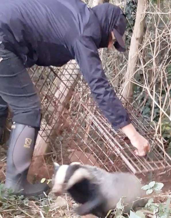 A badger is released from a trap during the annual cull