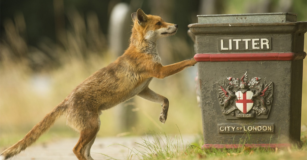 Fox looking at a City of London bin