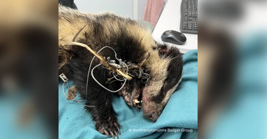 Badger caught in a snare lays on a wet's table