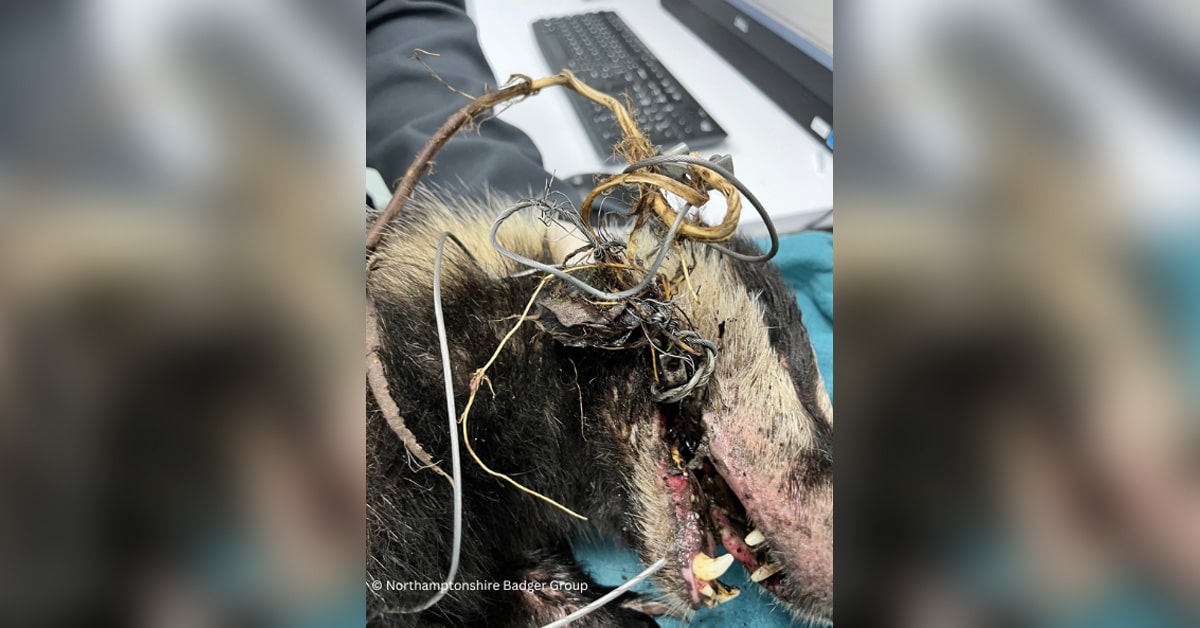 Snare wrapped around badger's mouth