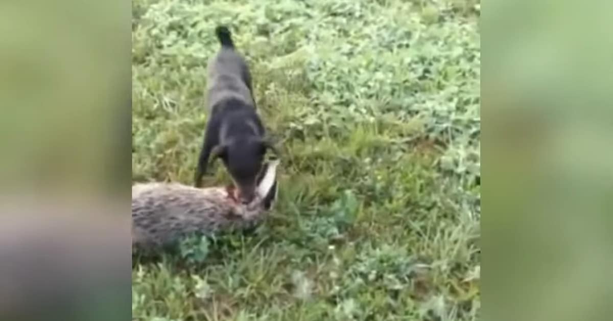 Terrier attacking and killing a badger in an act of badger baiting